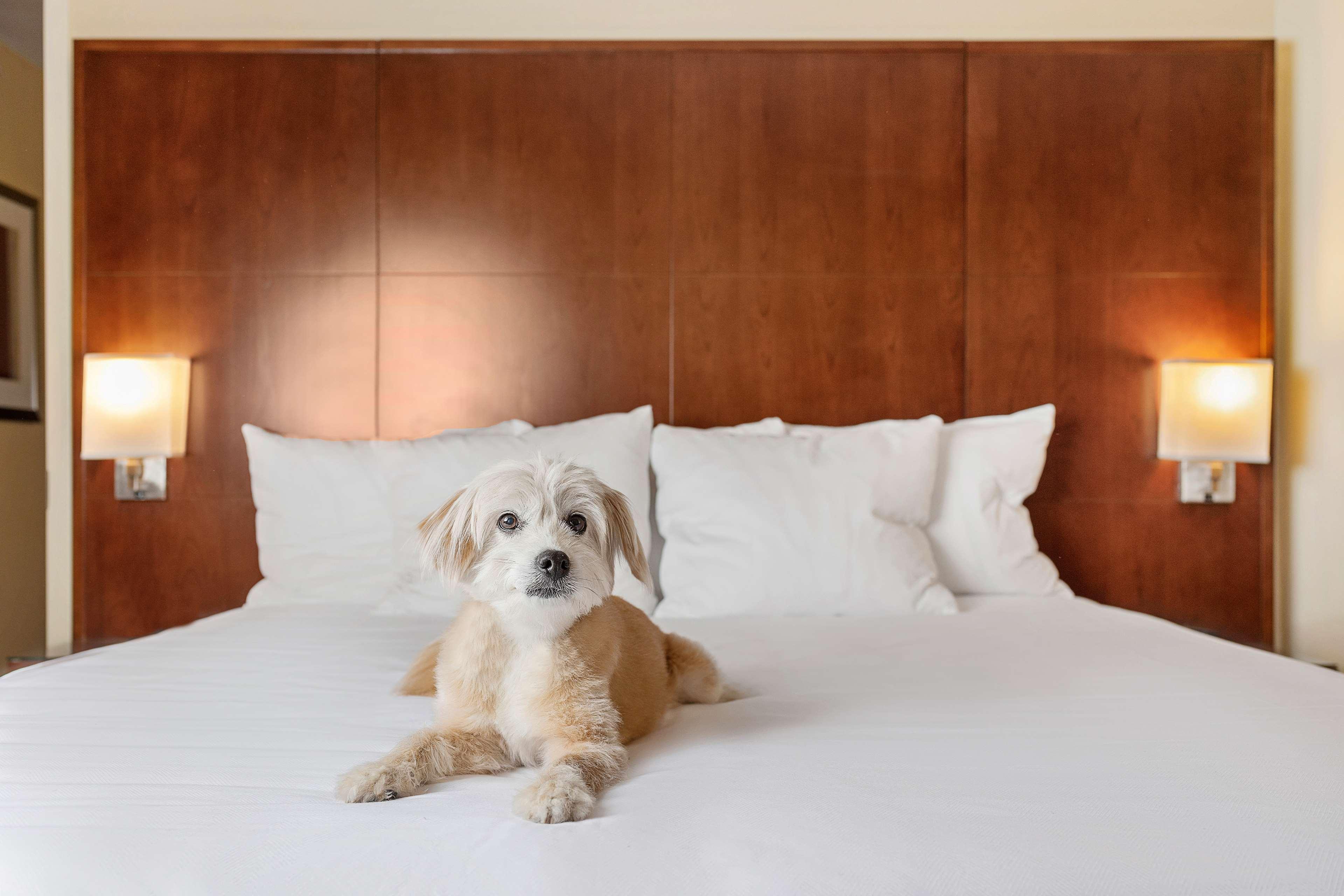 Hyatt Regency Houston Downtown Hotel Екстериор снимка